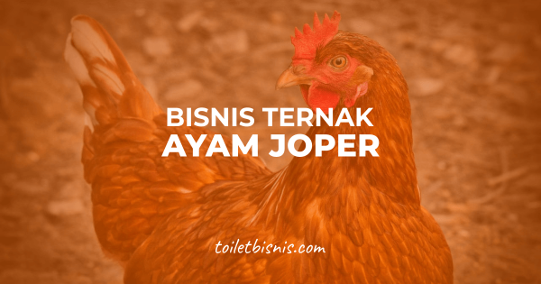 Usaha Ternak Ayam Joper dan Cara Berternaknya, Daging Lebih Enak dan Besar