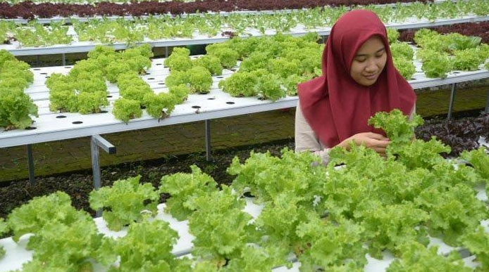 Peluang Usaha Sampingan Karyawan